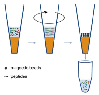magnetic-beads-removal_affinisep
